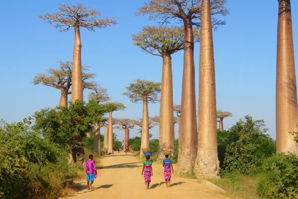 Privé rondreis Madagaskar 21 dagen - Madagaskar, rondreis de leukste
