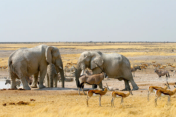 Rondreis Namibië, Botswana & Victoriawatervallen, 21 dagen kampeerreis of hotel/lodgereis - 
