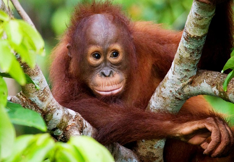 Rondreis Indonesië en Maleisië 17 dagen - Veelzijdig Sumatra en West-Maleisië