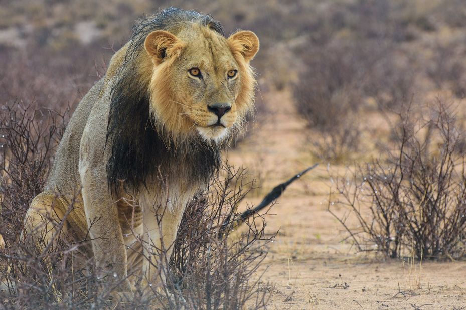 Zuid-Namibië en de Kaap 20 dagen - 