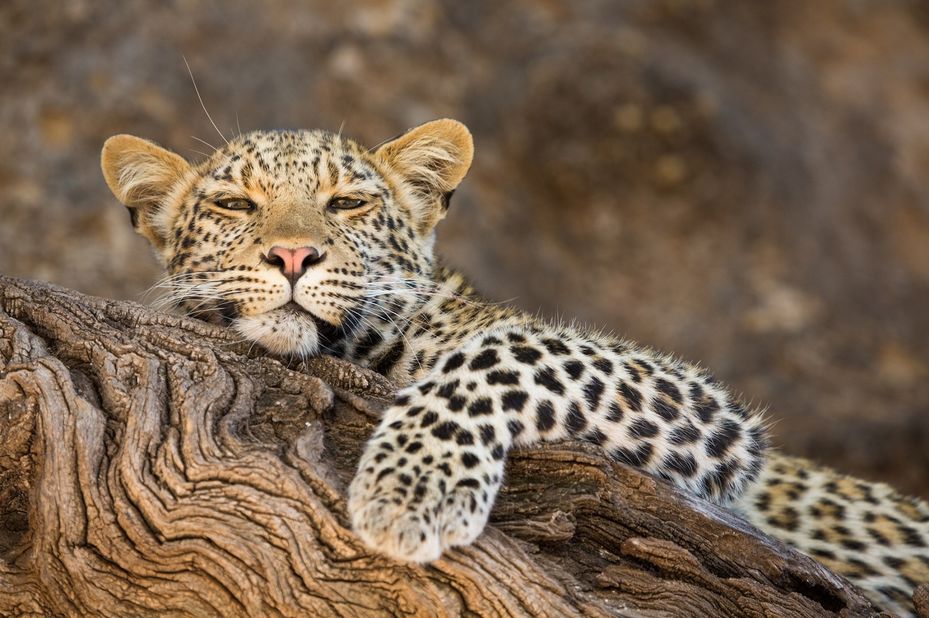 Combinatie Zuid-Afrika Safari & Seychellen 14 dagen - 