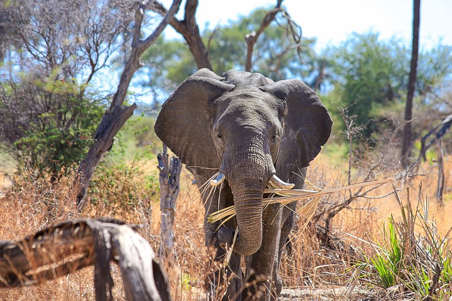 Botswana Delta & Nxai Pan 9 dagen - 