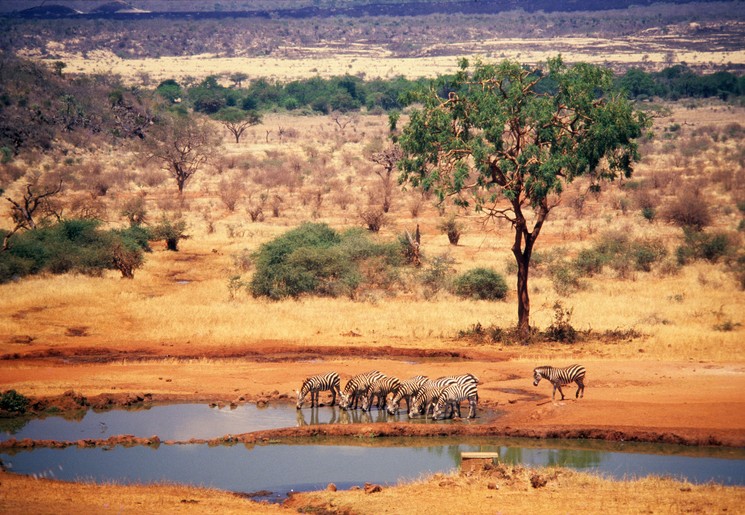 Rondreis Kenia 11 dagen - Kenia strand en safari-avontuur per trein