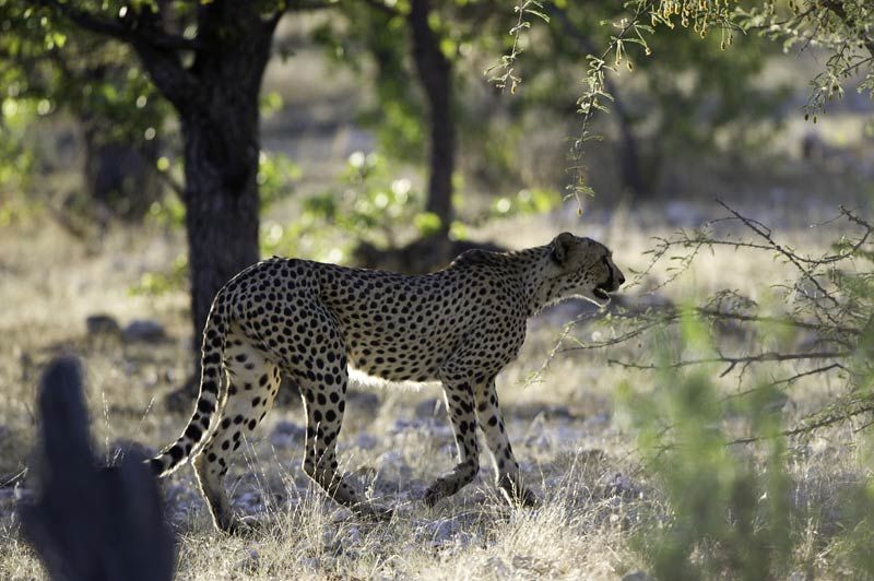 Rondreis Namibië Compleet 16 dagen - 