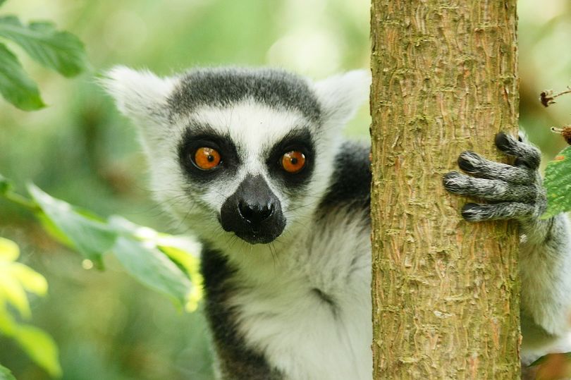 Madagaskar Focus 18 dagen - 