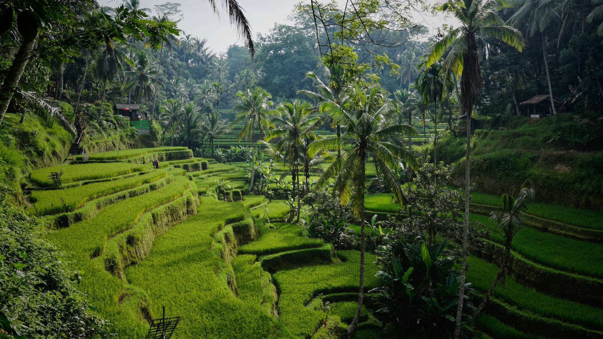 Rijstvelden, surfen, tempels op Bali met kinderen - Bali, Indonesië - 19 dagen