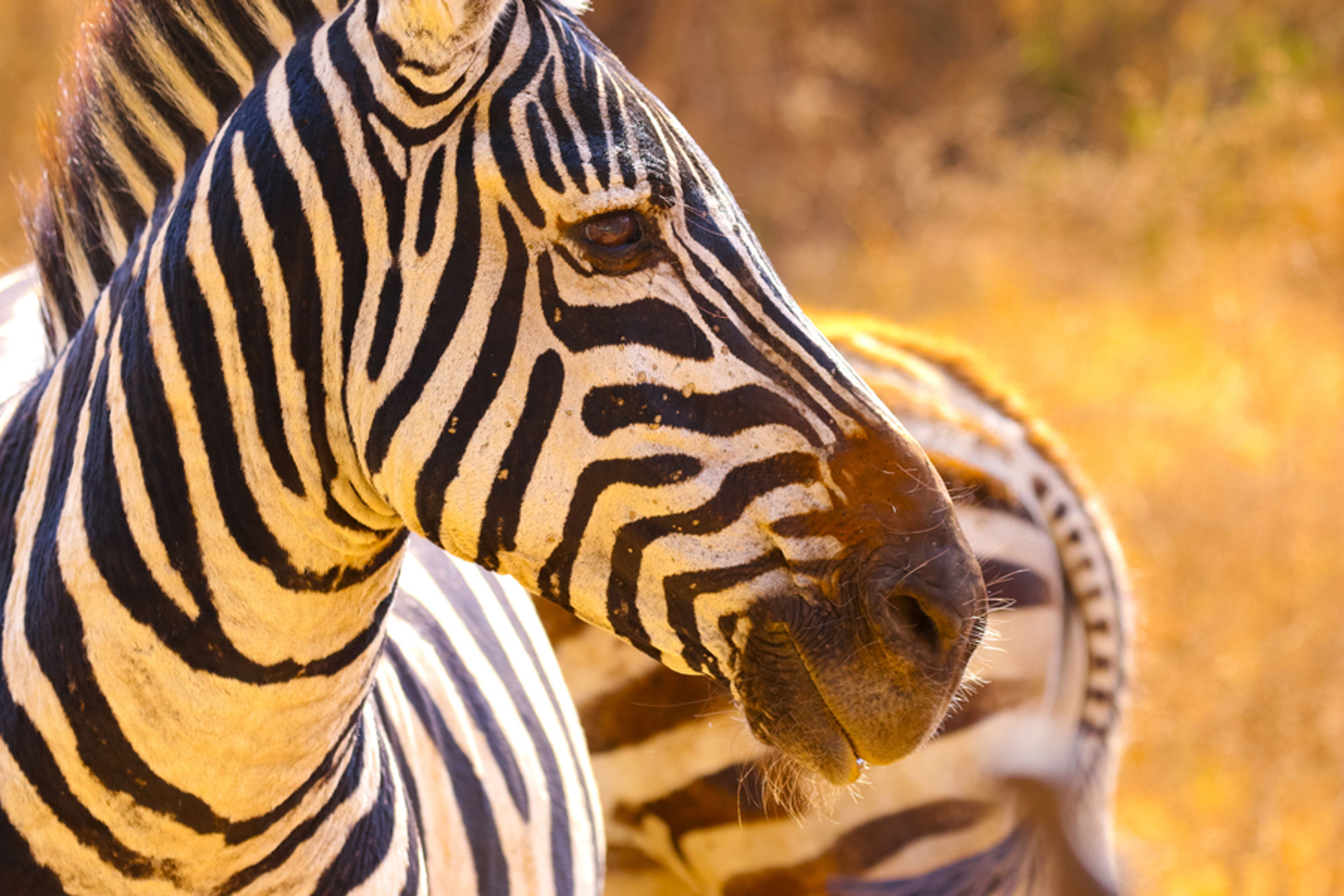 Groepsrondreis Kenia, Tanzania en Zanzibar hotel/lodge - Indrukwekkende safari's en comfort op unieke locaties