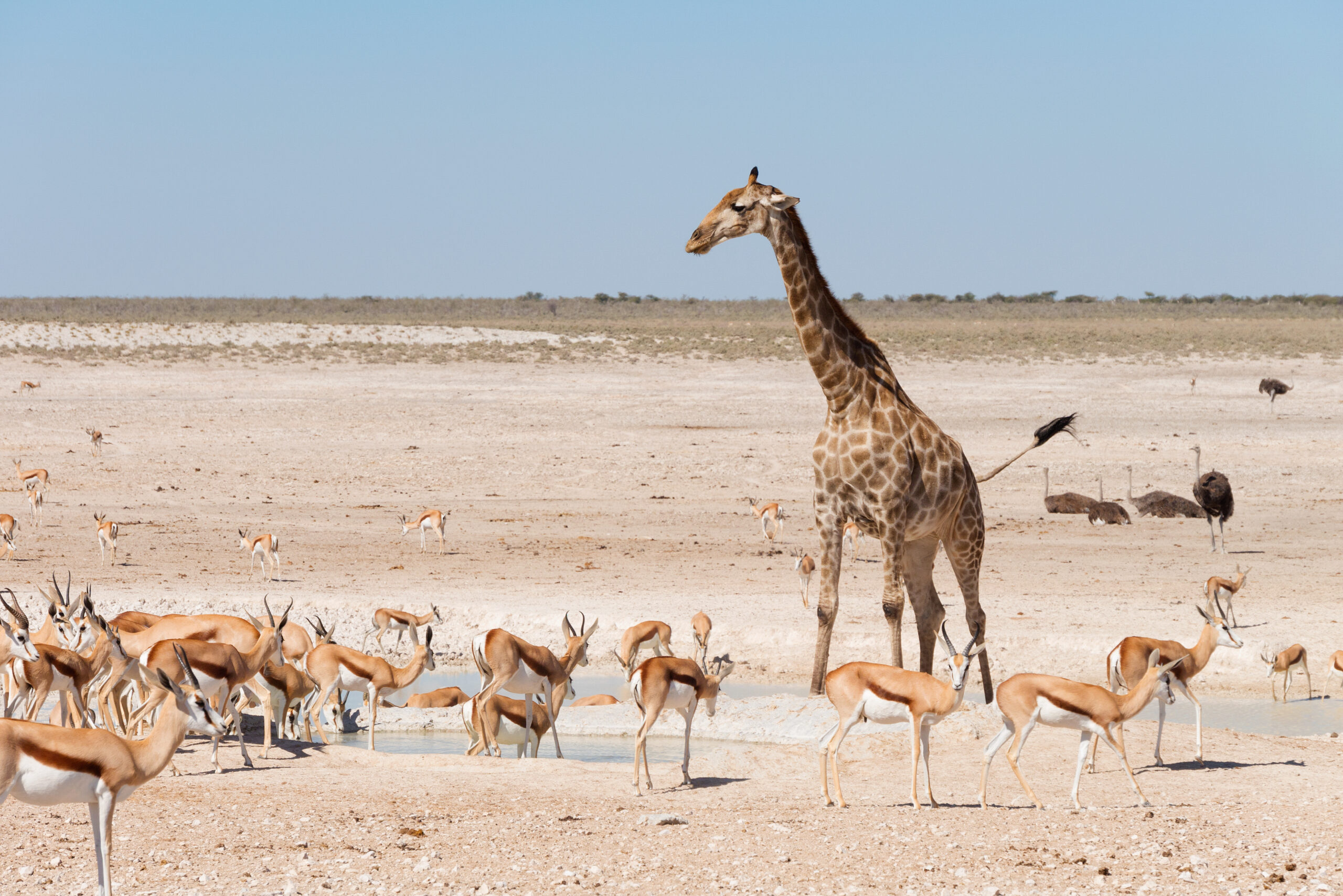 Groepsreis Dwars door Zuid-Afrika, Namibië, Botswana en Zimbabwe - Botswana, Namibië, Zimbabwe en Zuid-Afrika